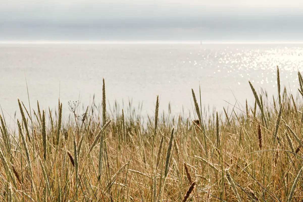 Marram grass on the dunes above a wide empty beach
