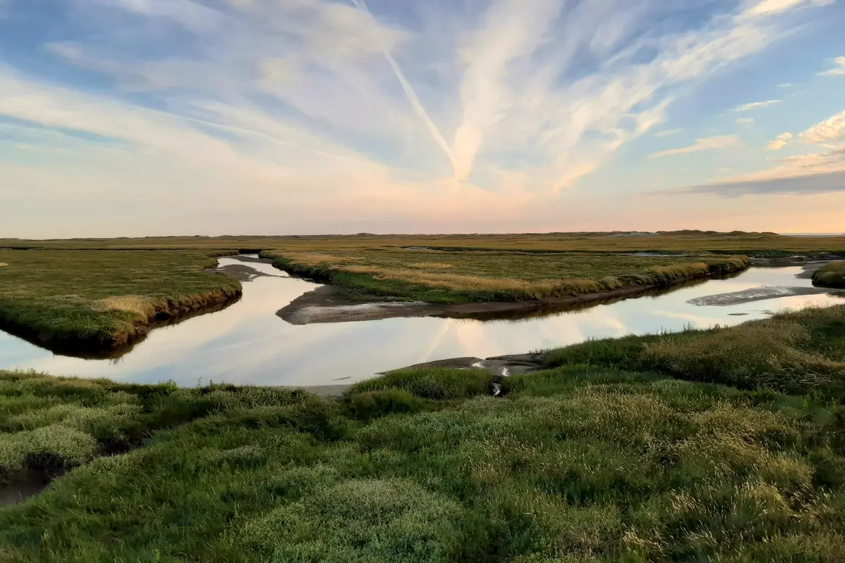 Tidal creeks winding through the salt marsh at low water