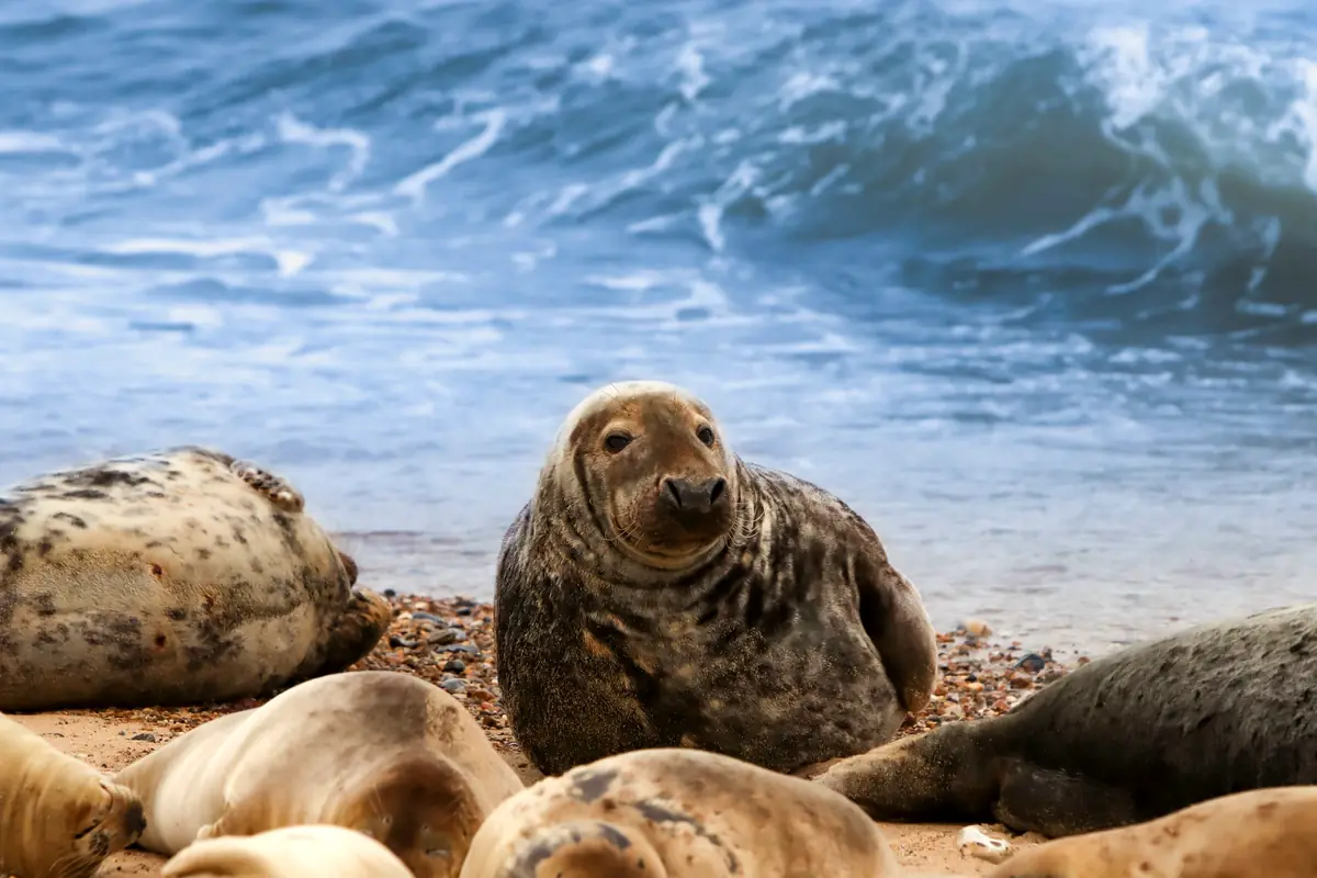 Grey seals hauled out on the shingle at Blakeney Point