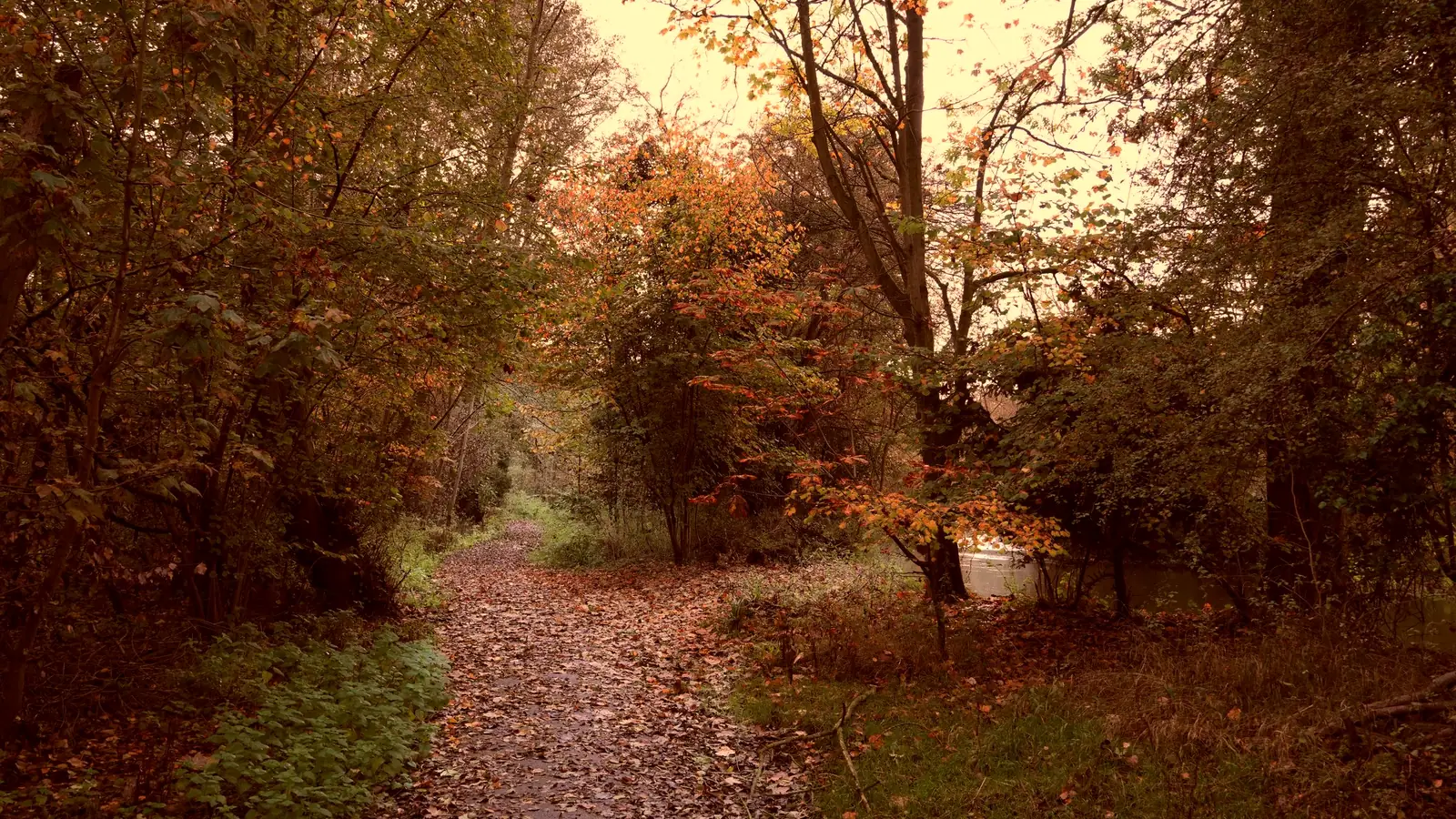 A woodland path deep in fallen autumn leaves