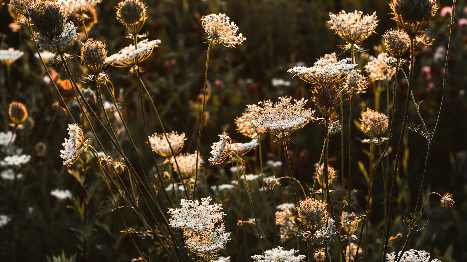 Cow parsley and daisies in a Norfolk hedgerow in late spring