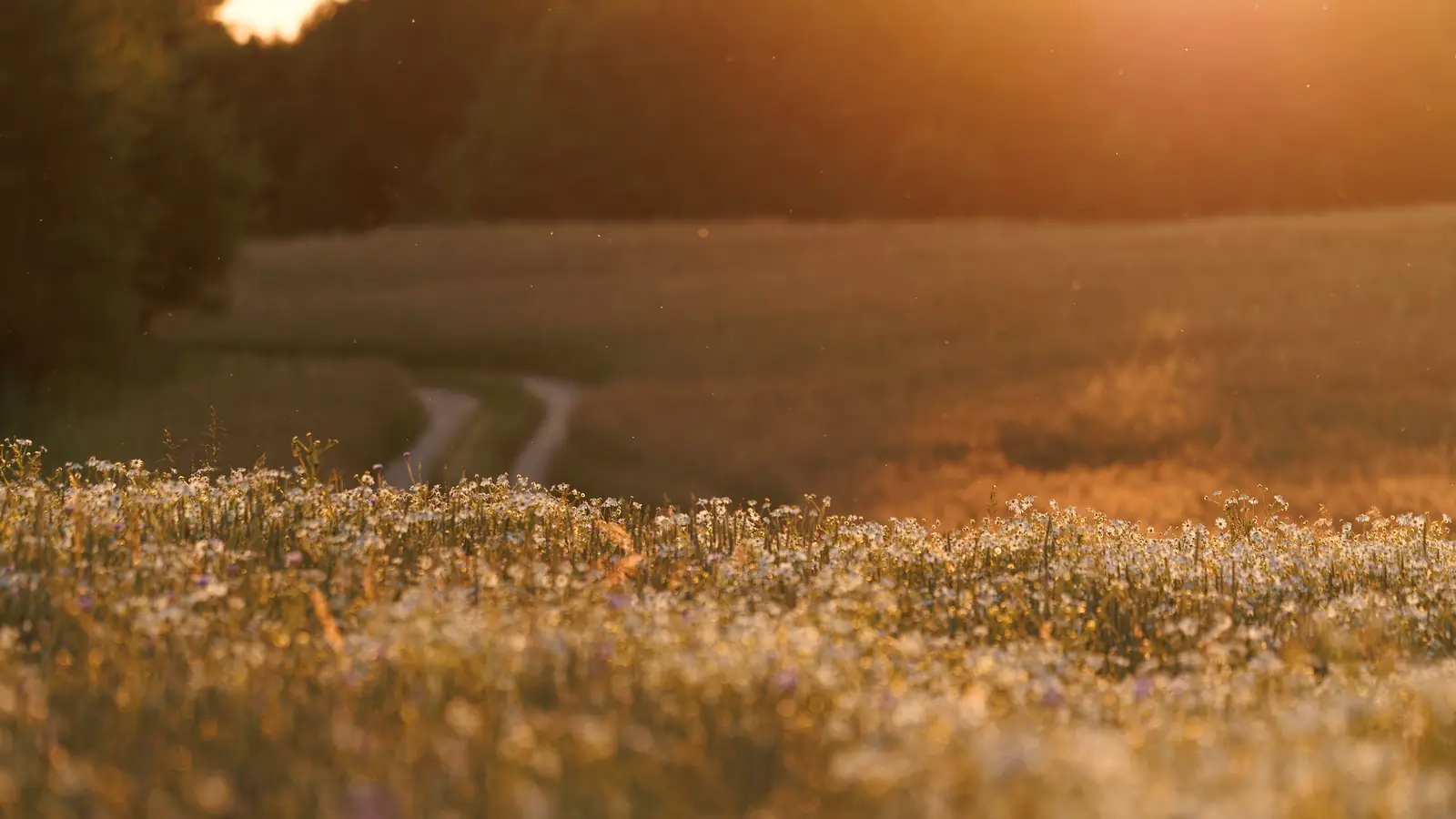 A track through a wildflower meadow in low golden evening light