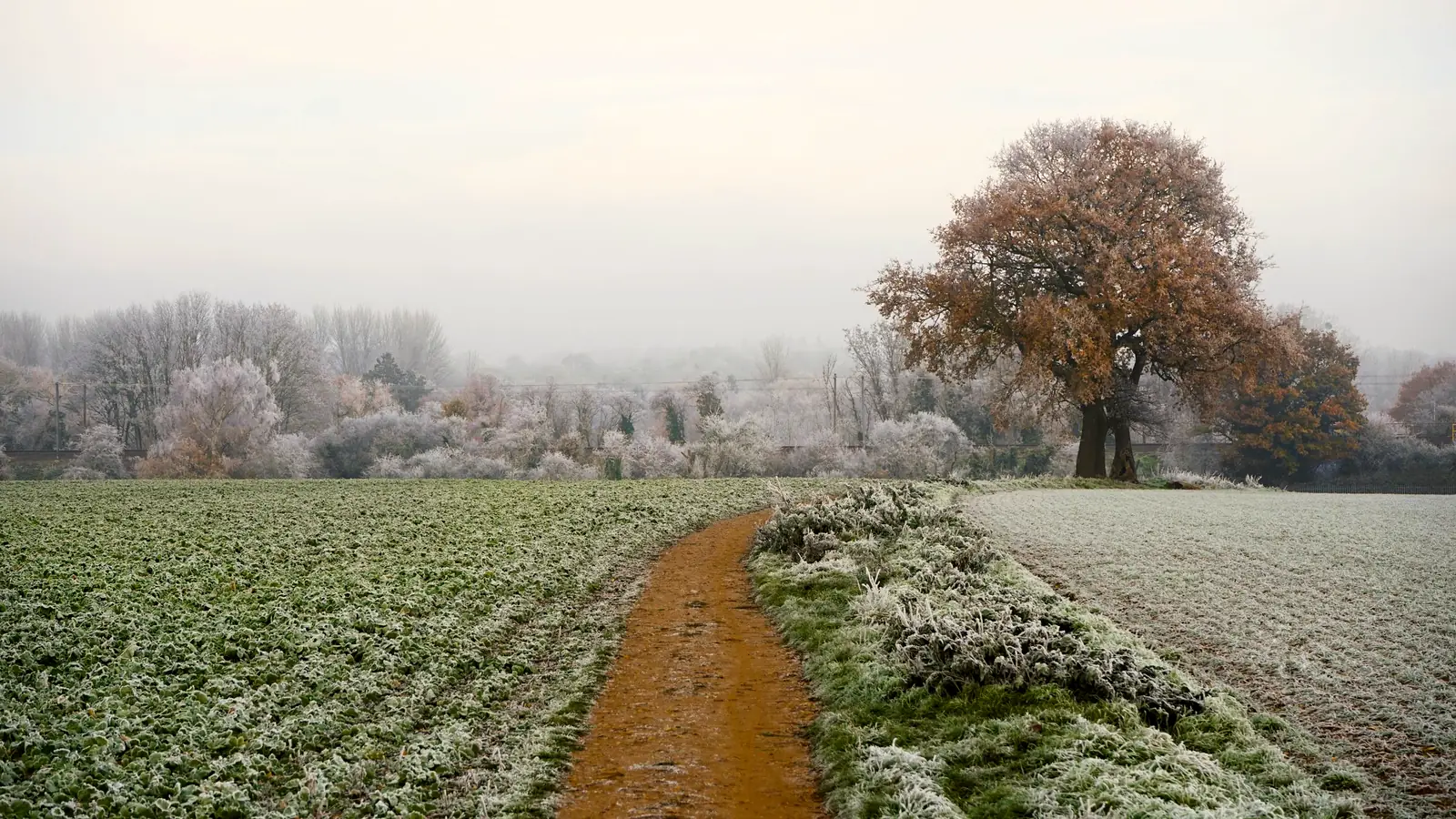 A frozen field track under hoar frost on a still winter morning
